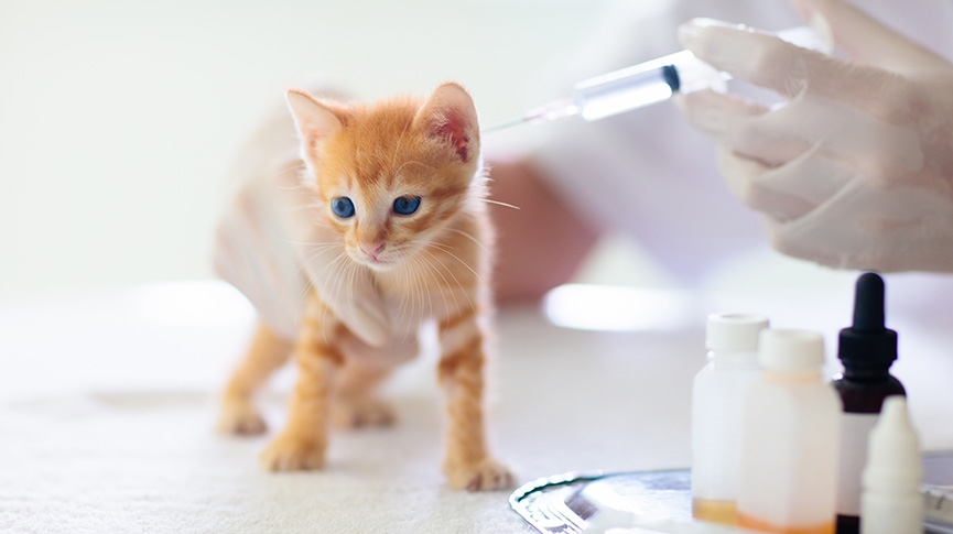 貓三合一疫苗價錢-香港邊度打-貓咪預防針接種時間表